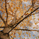 Illustration for article titled 611 Reasons Fall Is the Most Beautiful Season of All